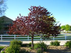 a red tree in front of a white fence and some green bushes on the side of the road