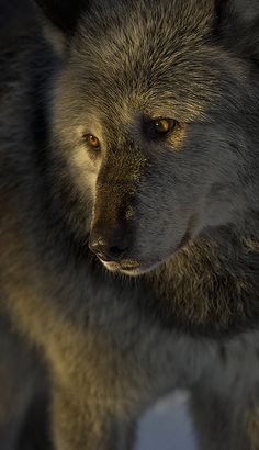 a wolf standing in the snow looking at something