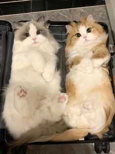 two cats sitting in an open suitcase on top of a counter next to each other