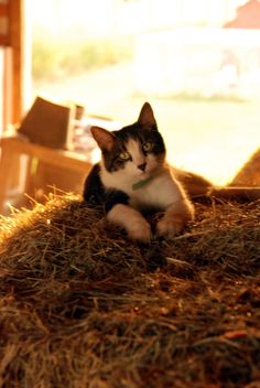 a cat sitting on top of hay in the sun