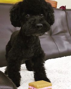 a small black dog standing on top of a bed next to a toy train and pillow