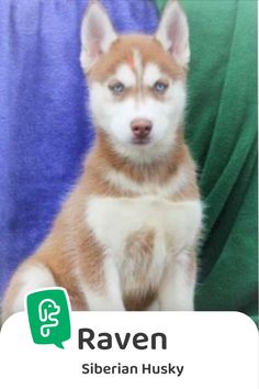 Siberian Husky Puppies for Sale | Siberian Husky Puppies | Siberian Husky Dogs | Siberian Husky Facts | Siberian Husky Puppies White | Siberian Husky Puppies Brown | Siberian Husky Puppy | Siberian Husky Puppy Cute | Siberian Husky Puppy Aesthetic | Siberian Husky Dog so Cute | Siberian Husky Dog Cute | Siberian Husky Dog White | Cute Puppies for Sale | Puppies | Puppies for Sale | Cutest Puppies | Puppies Aesthetic | Puppy | Dogs | Dog Breeds | Dogs Aesthetic | Dogs and Puppies | Cute Dogs Siberian Husky Puppies, 50 Pounds, Pet Training, Hello There, Training Tips