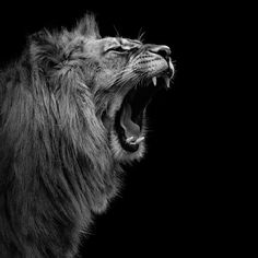 a black and white photo of a lion roaring