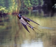 a bird is flying over the water and trees