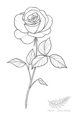 a drawing of a rose on a white background