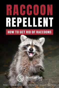 Looking for that perfect raccoon repellent to keep these pesky critters away from your home? These homemade raccoon repellent ideas offer choices suited to your needs and budget. Try these natural raccoon repellent ideas to keep raccoons away from your home perimeter for good. #raccoonrepellent #getridofraccoons #racoons #gardening #gunassociation Raccoon Proof Bird Feeder, Racoon Repellent, Raccoon Symbolism, Getting Rid Of Gophers, Raccoon Repellent, Getting Rid Of Raccoons, Getting Rid Of Skunks, Diy Extracts, Chicken Coop Plans Free