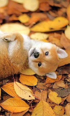 two small puppies are playing in the leaves