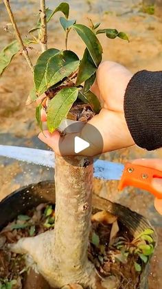 someone is holding a small tree in their hand