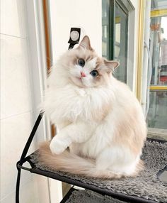 a fluffy white cat sitting on top of a metal chair next to a window sill