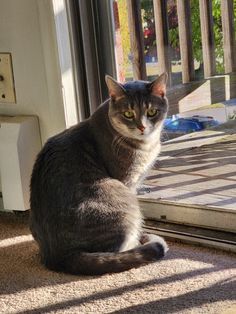 a cat sitting on the floor in front of a sliding glass door and looking outside