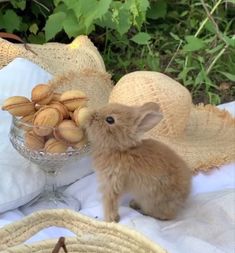 a small rabbit sitting on top of a table next to a glass bowl filled with almonds