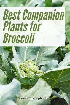 broccoli plants with the words best companion plants for broccoli on it