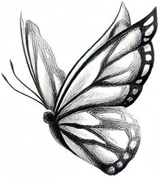 a black and white drawing of a butterfly