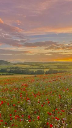 a field full of red and white flowers under a colorful sky with clouds in the background