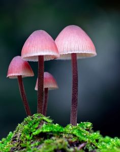 three pink mushrooms sitting on top of a moss covered ground