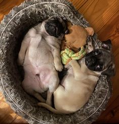 two pug puppies are curled up in a basket with a stuffed animal toy