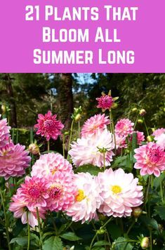 pink flowers with text overlay that reads, 21 plants that bloom all summer long