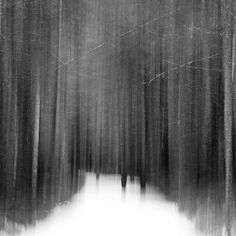 a black and white photo of trees in the woods with snow on the ground at night