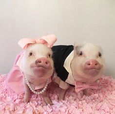 two pigs dressed in pink and black clothing