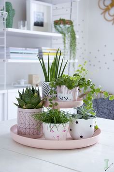 there are many plants in the pots on this tray, and one is pink with black dots