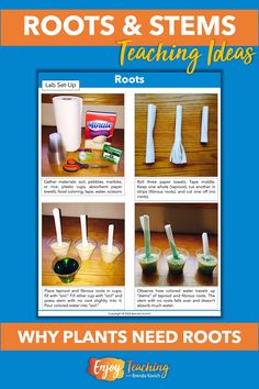 When teaching plant parts, try this root. Kids roll up and tape three sheets of paper towel. They do nothing to the first roll, which illustrates a taproot. Then they cut the bottom of the second in strips to model fibrous roots. For the final paper towel, they cut off the bottom. This plant has no roots. Next, they "plant" each in a cup of rice or pebbles. They pour colored water into the cup to see how each absorbs. Then they give each a little push to see whether they stay standing Plant Experiments For Kids, Parts Of A Plant Craft, Plant Crafts For Kids, Plants Science Activities, Xylem And Phloem, Plants Science Experiments, Botany Study, Group Challenges, Plant Experiments