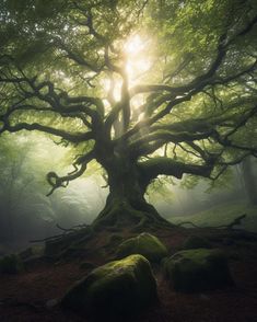 an old tree with moss growing on it's roots in the forest at sunrise