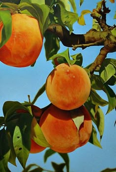 two peaches hanging from a tree branch with leaves and blue sky in the background