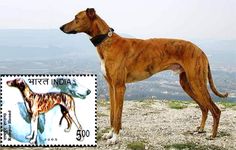 a brown dog standing on top of a hill next to a stamp with an image of a giraffe