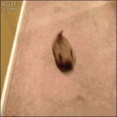 a blurry photo of a cat on the floor looking down at it's tail