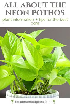 a potted plant with text overlay that says, all about the neon photos plant information tips for the best care