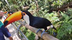 a toucan is perched on a tree branch while two people look at it