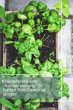 some green plants in a wooden box with the words krautern und konservirerung so haltenhre geweize langer gewerze