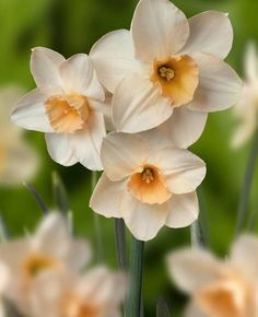 some white and yellow flowers are blooming together