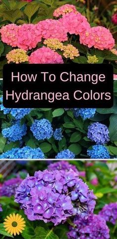 different types of flowers with the title how to change hydrangea colors