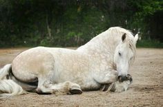 a white horse is laying down on the ground with it's head resting on its hind legs