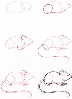 four different types of mouses are shown in this drawing