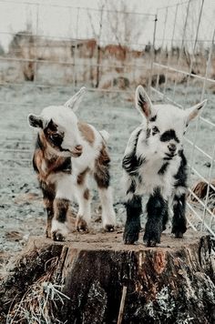 two baby goats standing on top of a tree stump