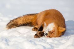 a red fox sleeping in the snow with it's head on its paw and eyes closed