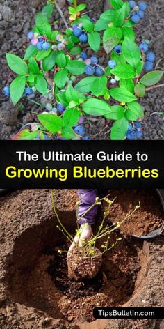 the ultimate guide to growing blueberries