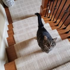 a cat is walking down some stairs