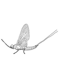 a black and white drawing of a dragon fly