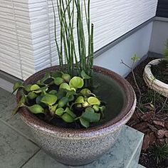 a planter filled with green plants sitting on top of a cement block next to a window