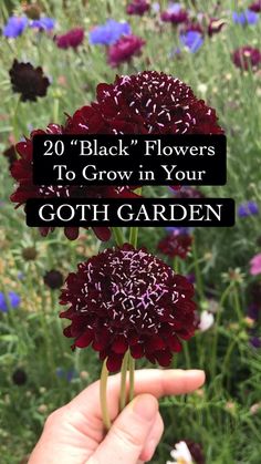 a hand holding a flower with the words what to grow in your goth garden part 5