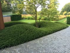 a garden with hedges and trees in the back ground, surrounded by cobblestones