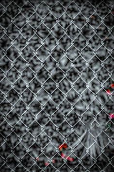 red flowers are growing on the chain - link fence behind which there is a black and white background