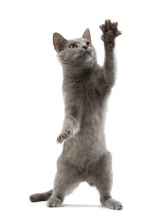 a gray cat standing on its hind legs