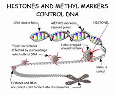 a diagram of the structure of a human's cell and how it is made