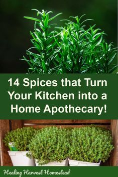 Did you know you have medicinal herbs in lieu of spices in your kitchen cupboard? Yes! You probably have an apothecary in your own kitchen. Find out how you can build a natural pharmacy by using typical and common culinary spices. Health can come naturally by using these spices in your home. #kitchen #spice #apothecary #pharmacy #natural #herbs #spices #healingharvesthomestead #firstaidkit #herbal Herbal Pharmacy, Home Apothecary, Herbal Apothecary, Kitchen Spices, Herbs Indoors