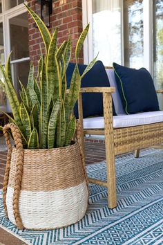 a large potted plant sitting on top of a blue and white rug