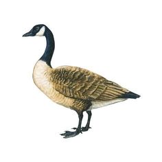 a watercolor painting of a goose standing on one leg and looking to the side